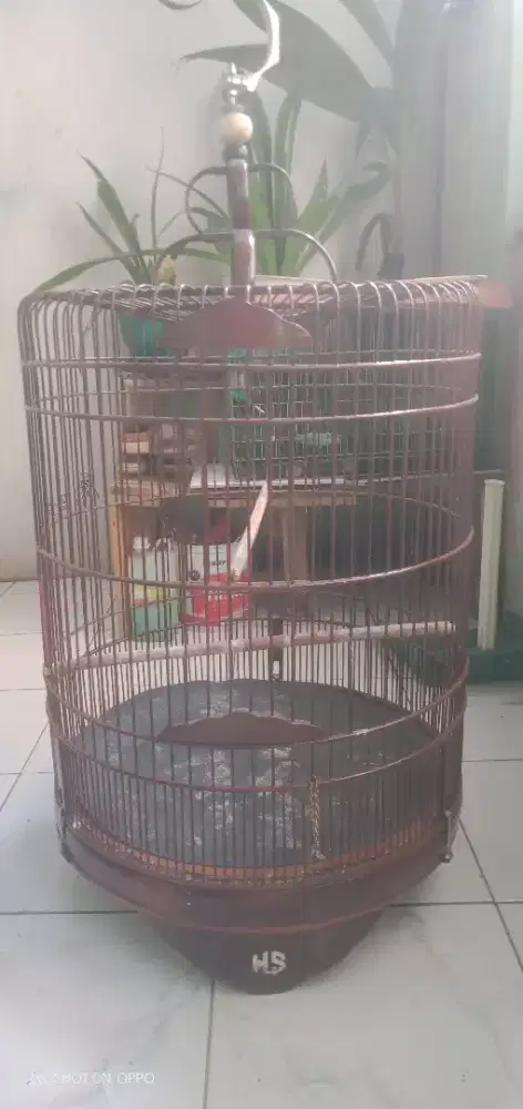 Jual kandang murai No 4