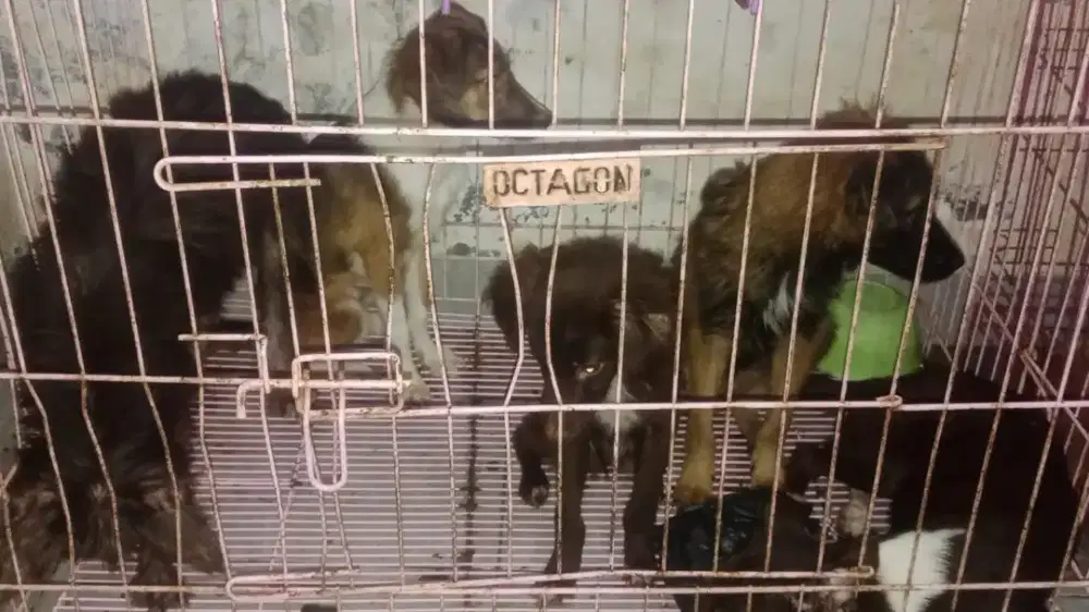 kenal boy. Biasa rawat hewan peliharaan