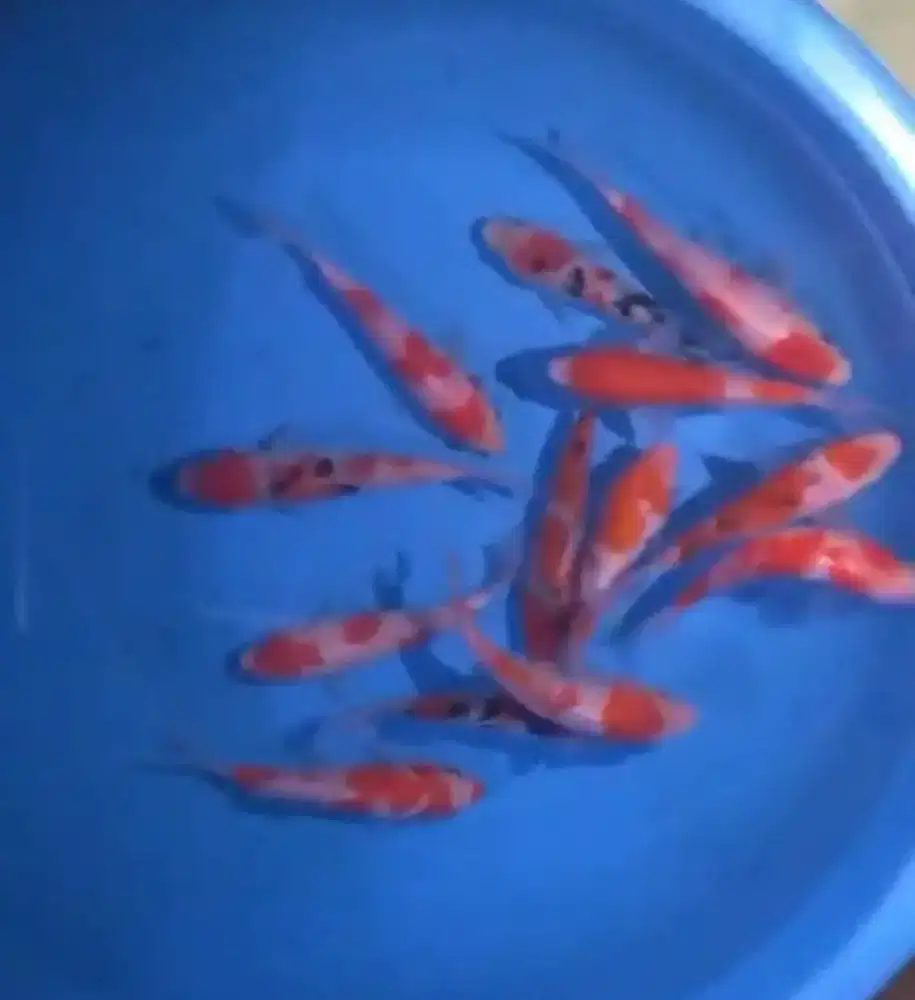 Ikan koi size 13-15cm