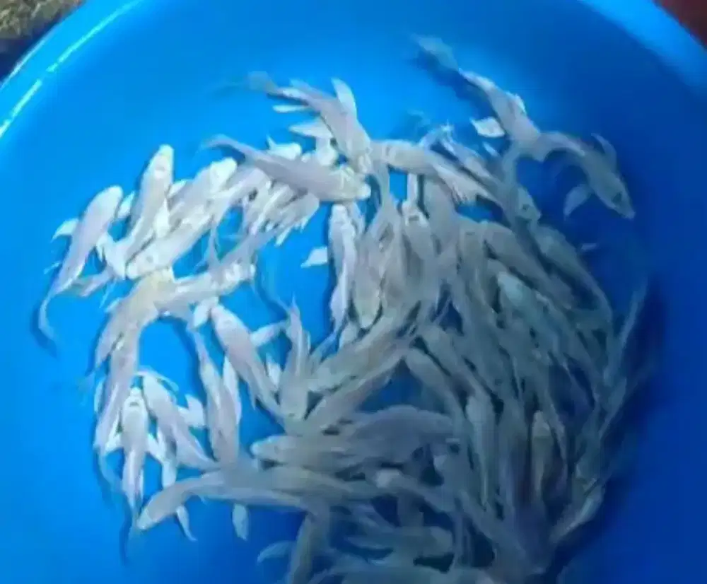 Ikan koi size 13cm