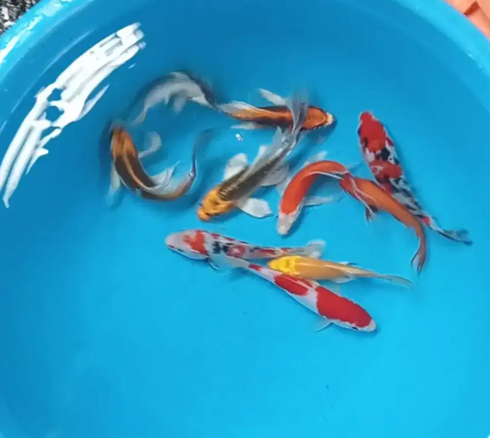 Ikan koi size 15-17cm