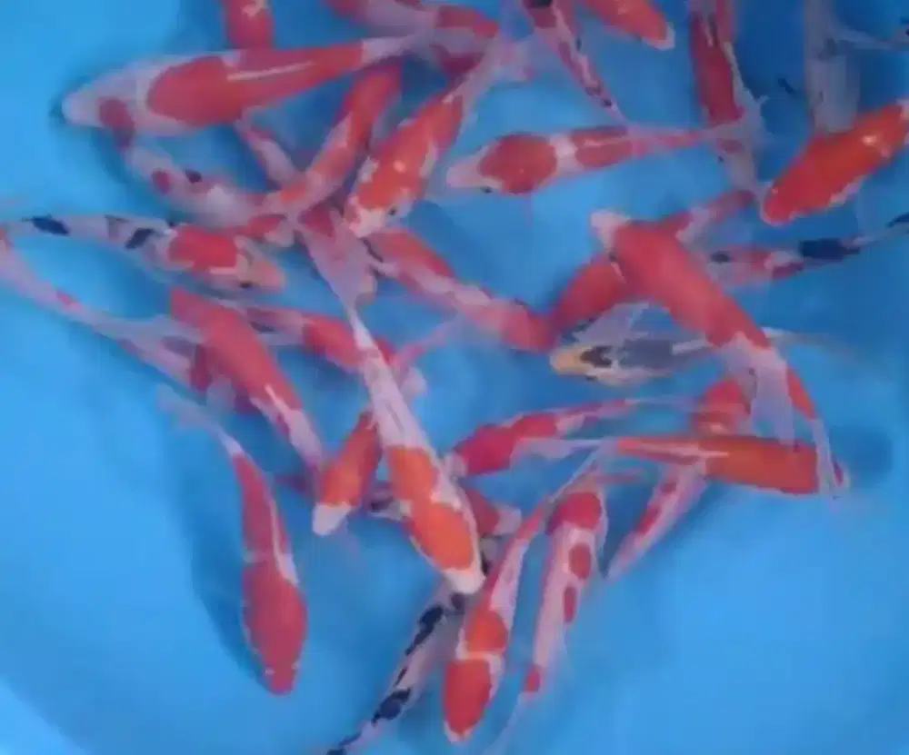 Ikan koi size 13-15cm