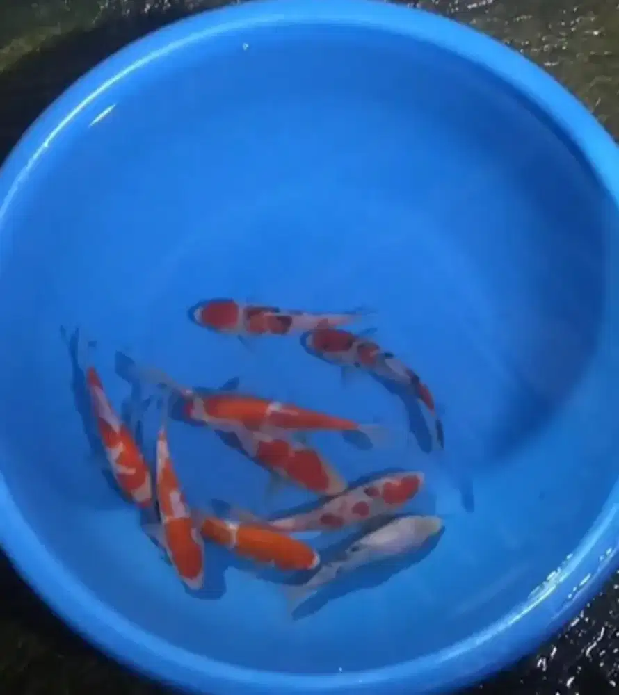 Ikan koi size 15-20cm
