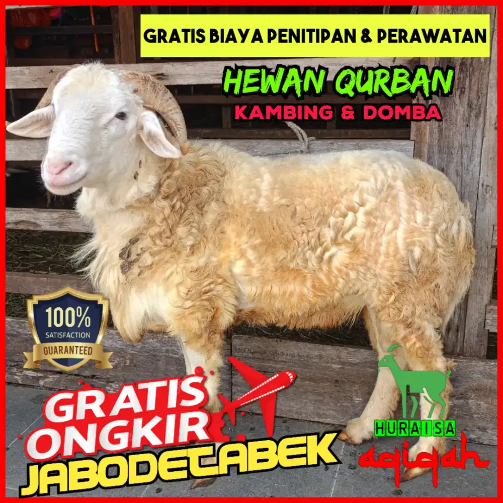 Jual kambing domba qurban, aqiqah dll. Gratis ongkir Jabodetabek