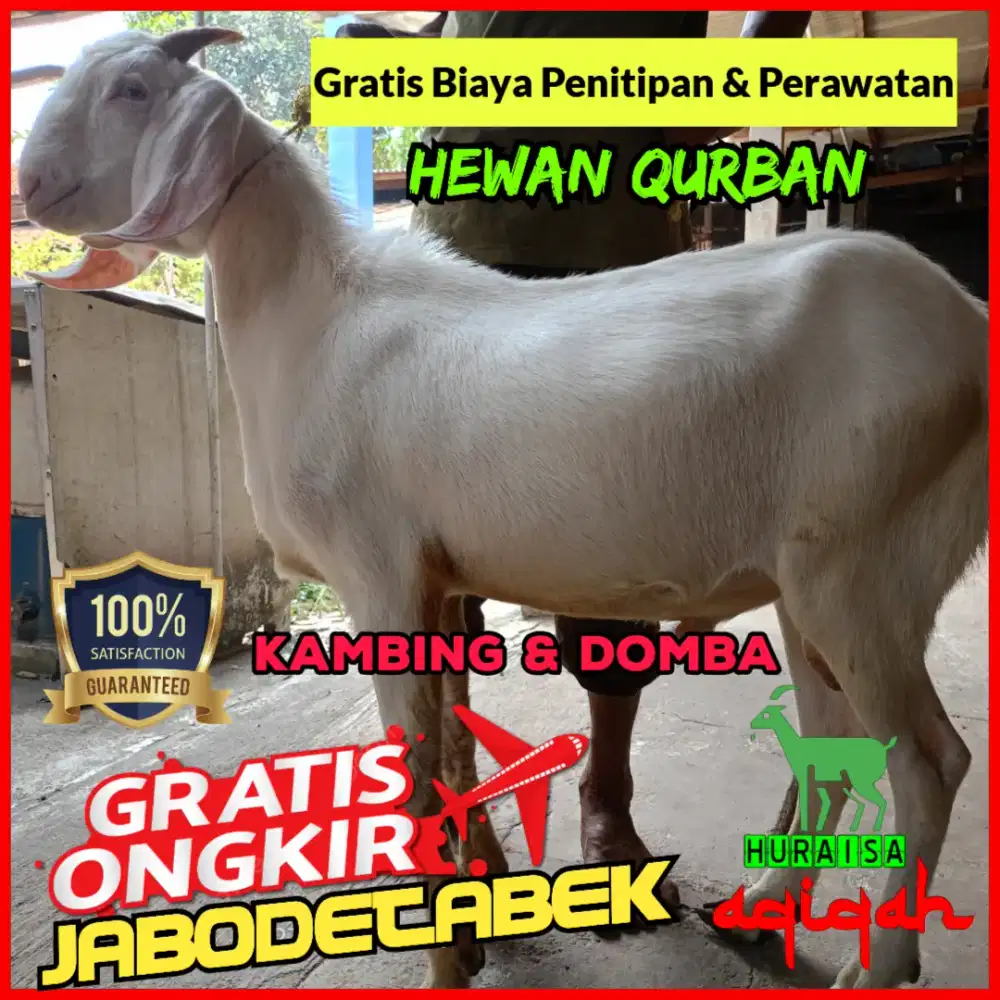 Jual kambing qurban, domba qurban, aqiqah gratis ongkir Jabodetabek