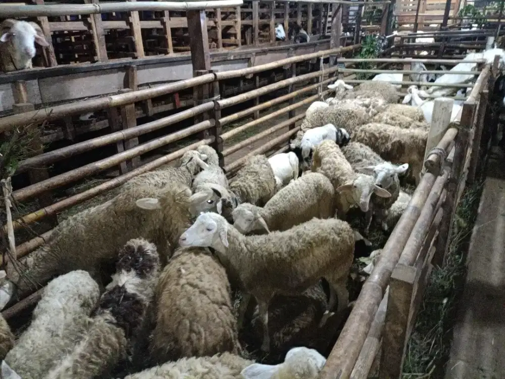 Jual kambing domba aqiqah, paket aqiqah dll gratis ongkir Jabodetabek