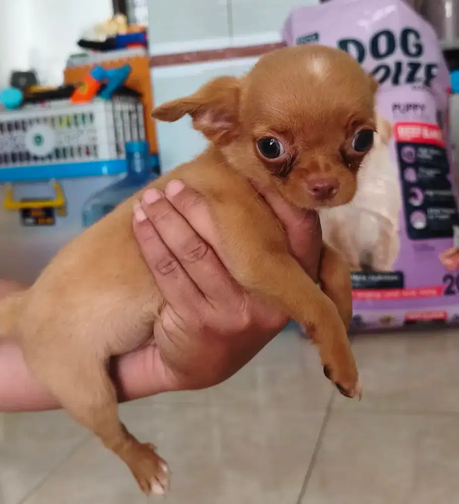 Chihuahua Puppy