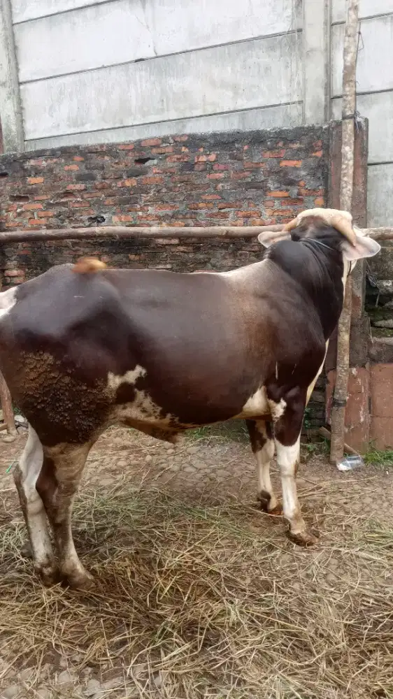 Sapi qurban murah