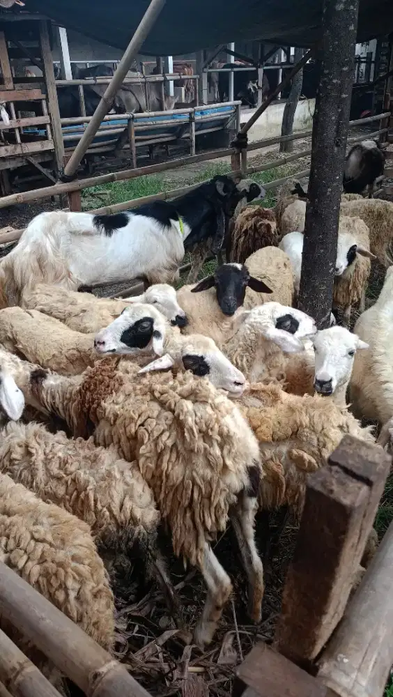 Jual kambing domba aqiqah, paket aqiqah dll. Gratis ongkir Jabodetabek
