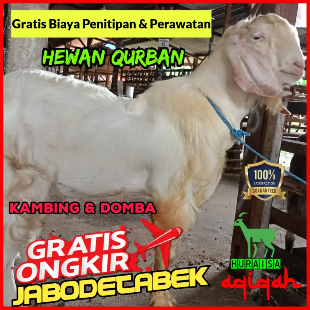 Jual kambing domba qurban, aqiqah, dll Gratis ongkir Jabodetabek