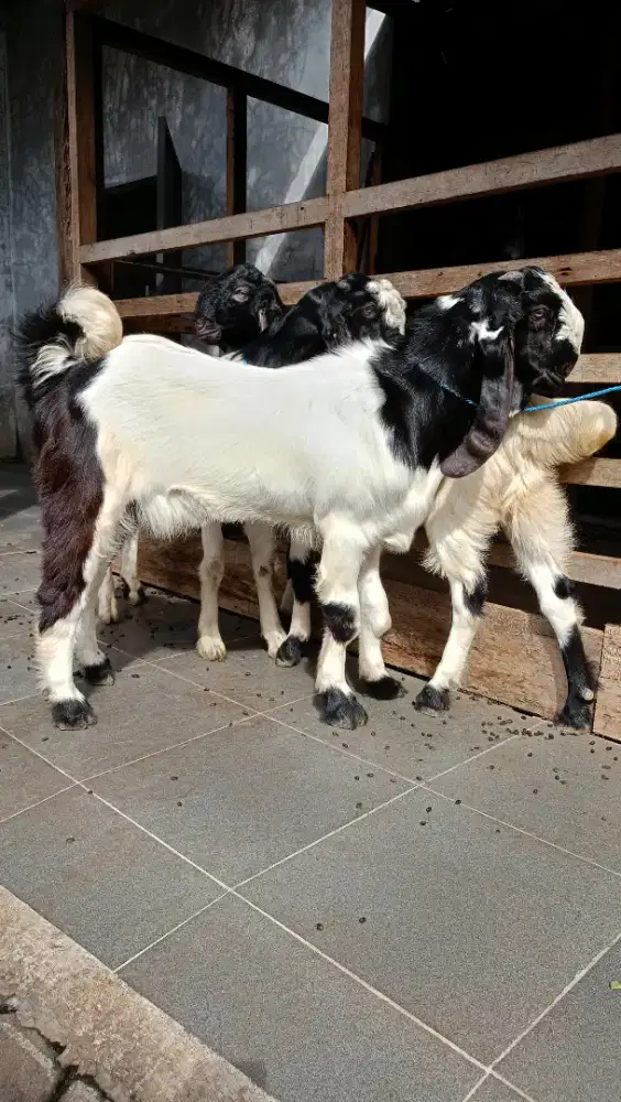 Jual kambing domba aqiqah, paket aqiqah, dll Gratis ongkir Jabodetabek