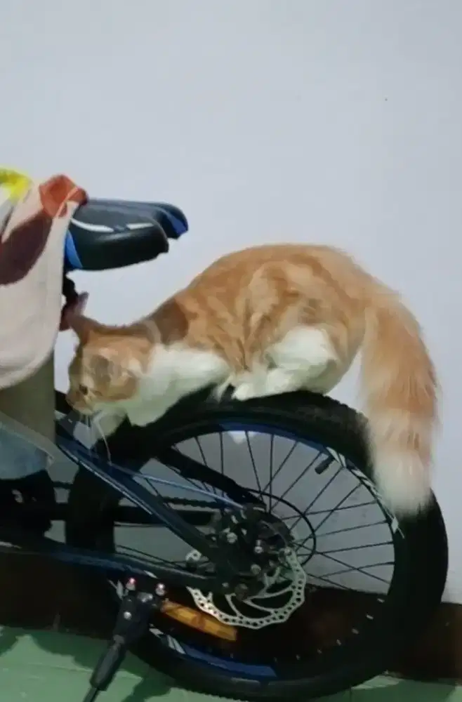 Kucing anggora jantan + perlengkapan nya