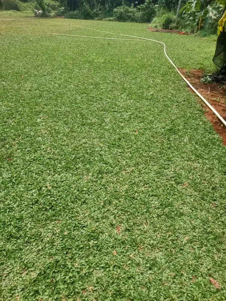 Jual macam macam rumput taman