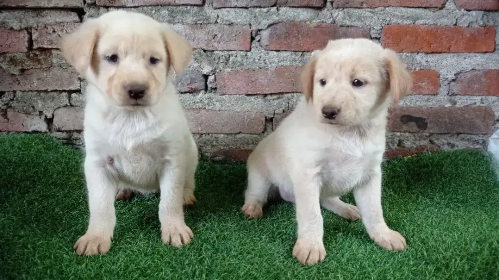 Golden mix kintamani