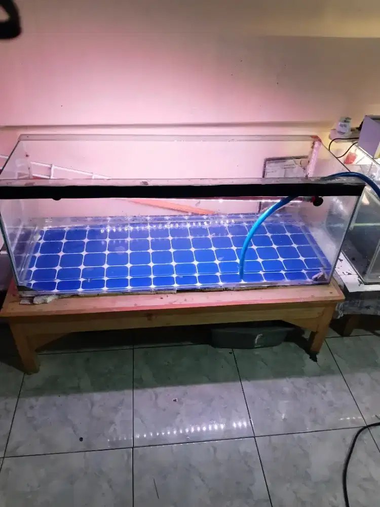 Aquarium 1set+ikan predator