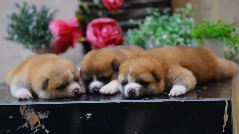 Akita Panda puppy