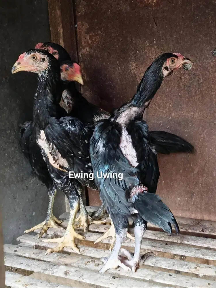Ayam Bangkok Edisi GANOI