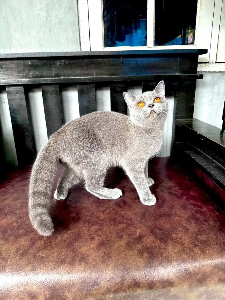BSH BRITISH SHORTHAIR JANTAN