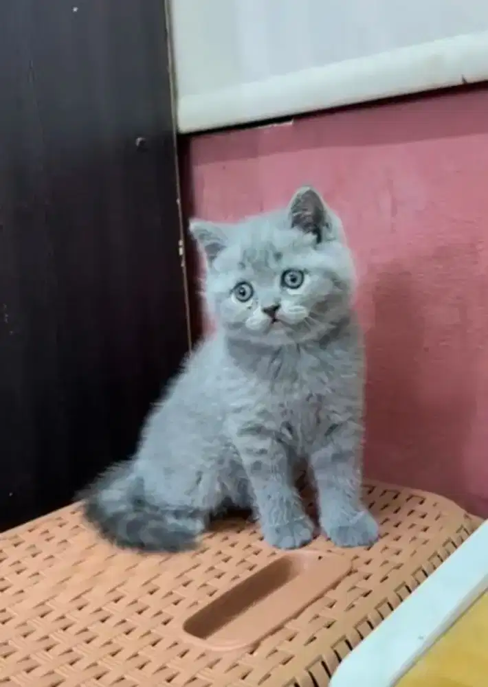 Borongan 3 Ekor Kucing BSH