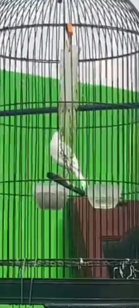 Kenari Loper putih pocong gacor