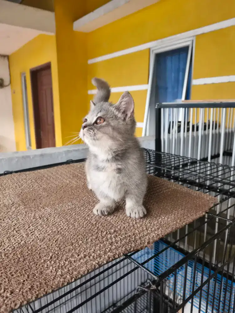 Munchkin BSH Betina