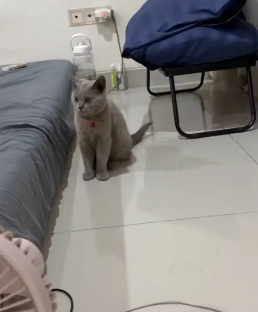 British shorthair Bsh betina blue