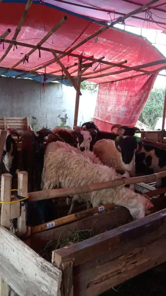 Hewan qurban murah bandung terdekat#domba murah#domba  gratis ongkir