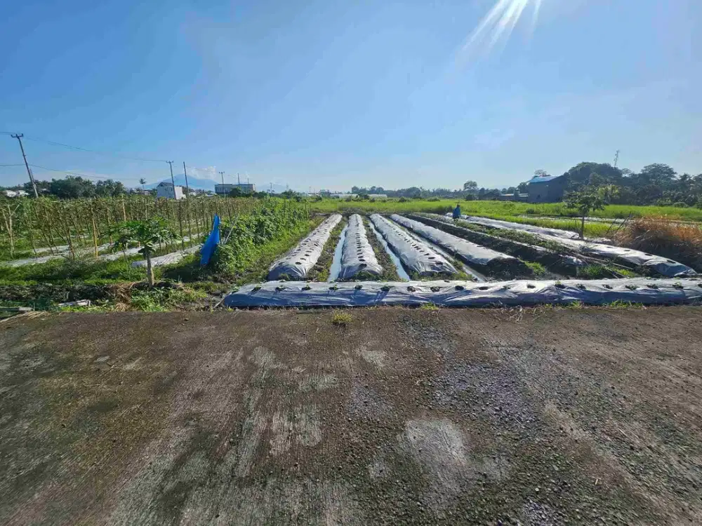 tanah kedungu