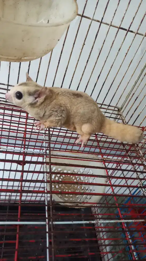Sugar glider mozaik betina