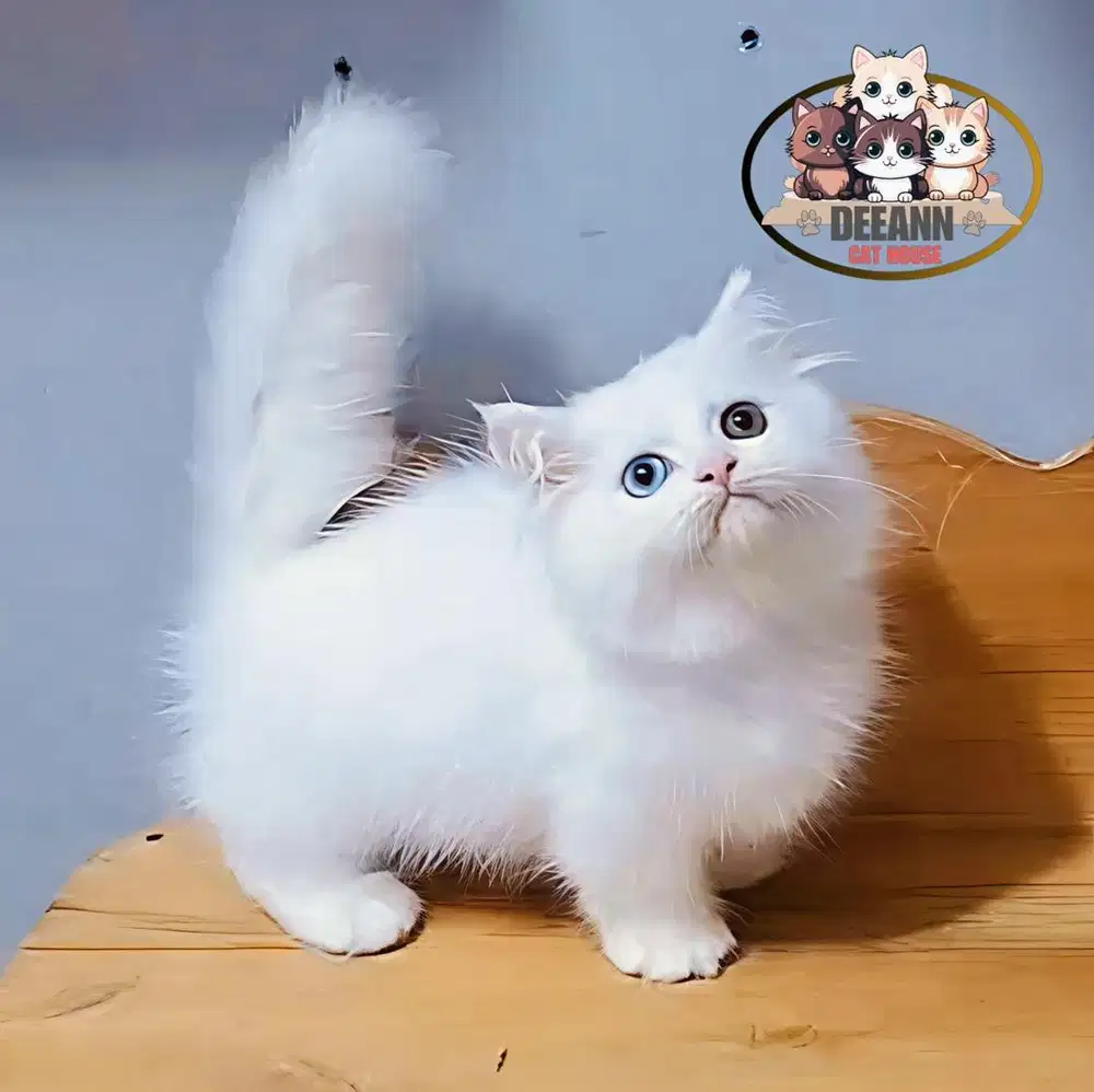 Kucing Munchkin BLH White Odd Eyes