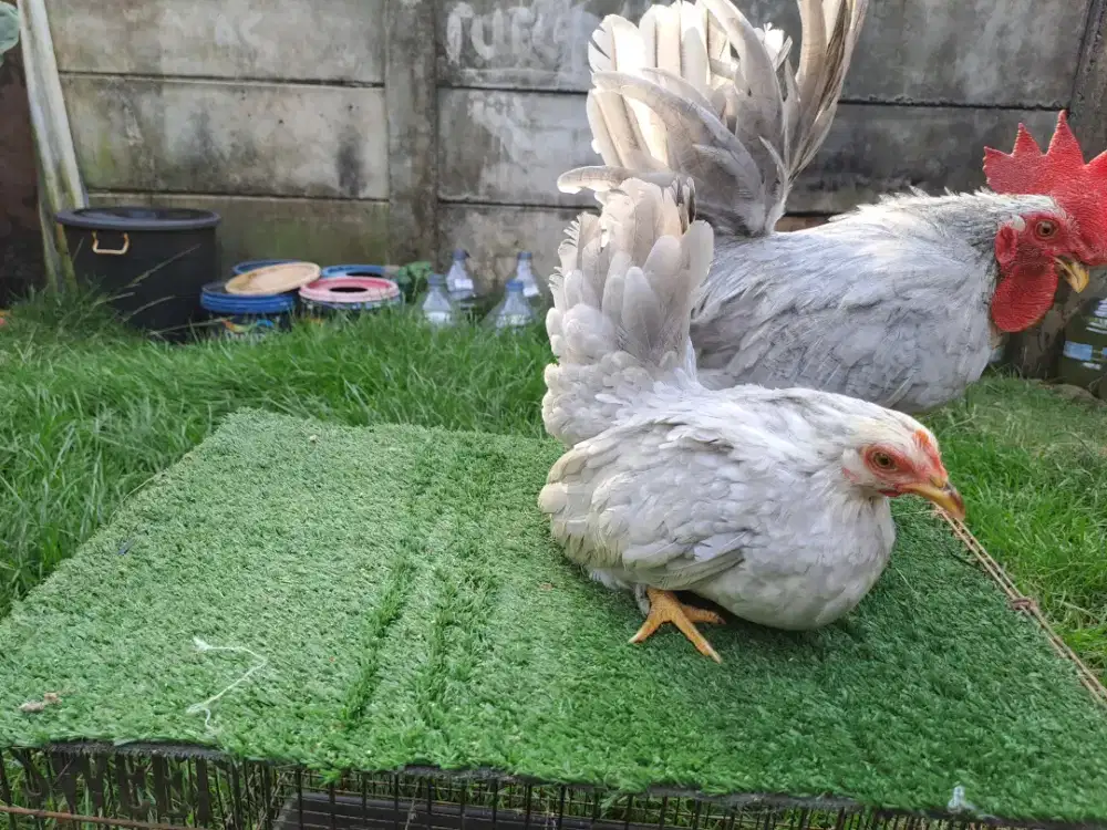 Ayam kate lavender dan benjarong