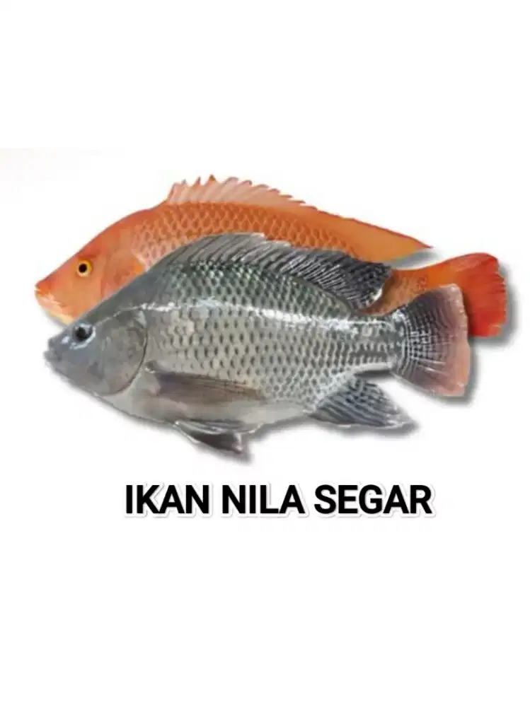Ikan Nila Segar