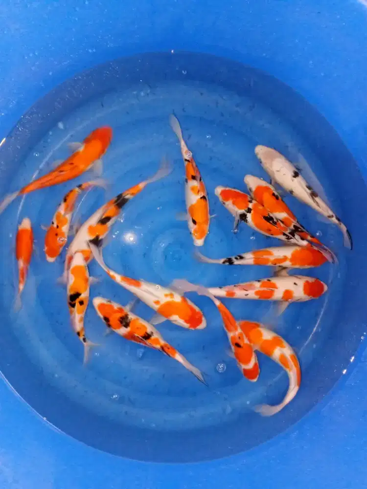 Paket Koi Gosanke 15 ekor