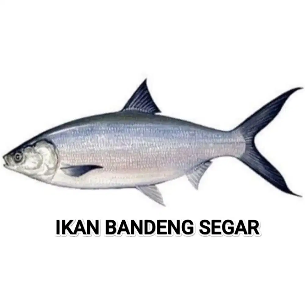 Ikan Bandeng Segar