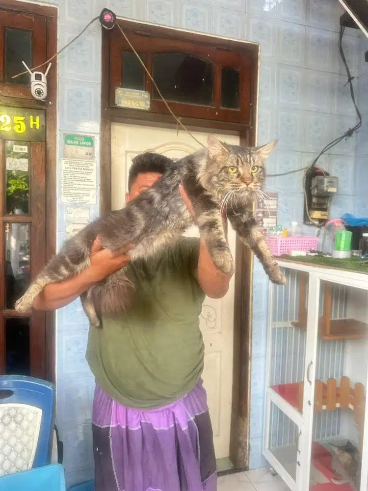 Kucing Mainecoon pure jantan