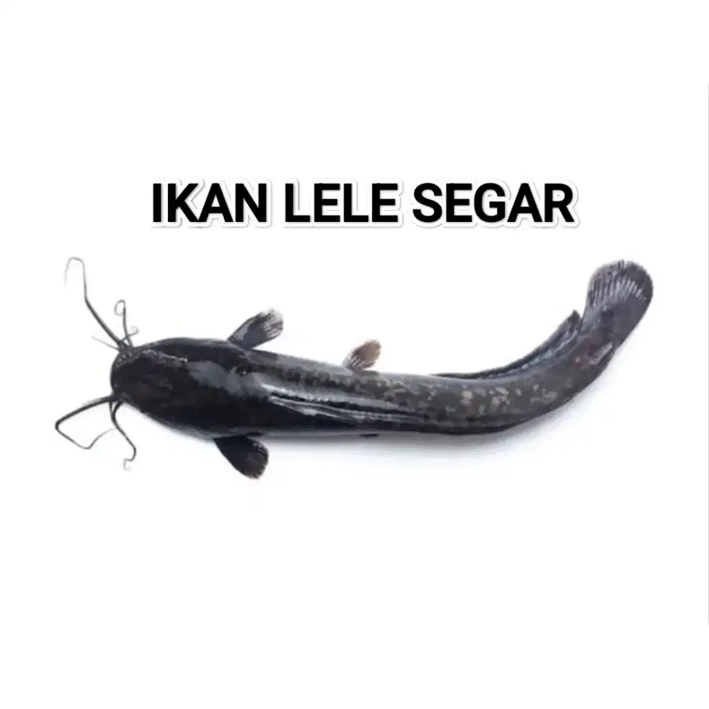 Ikan Lele Segar