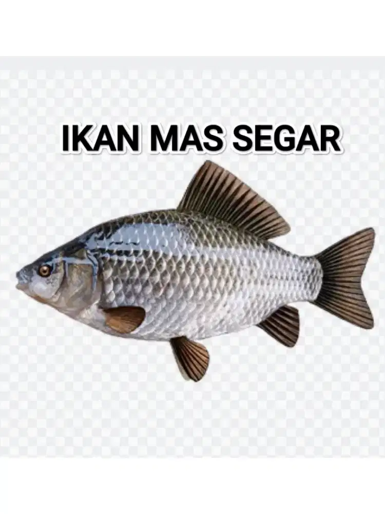 Ikan Mas Segar Murah