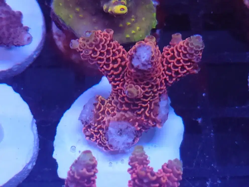 Reef tank Aquarium Air Laut .. Tanaman Ikan