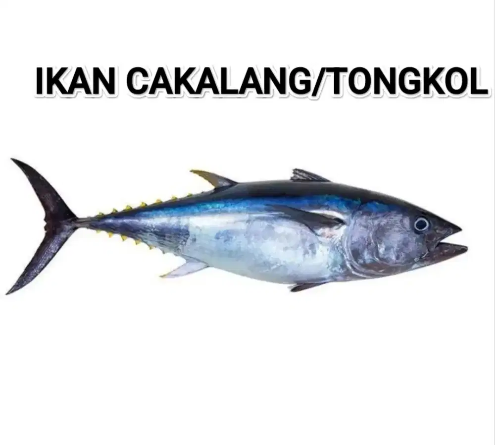 Ikan Cakalang/Tongkol