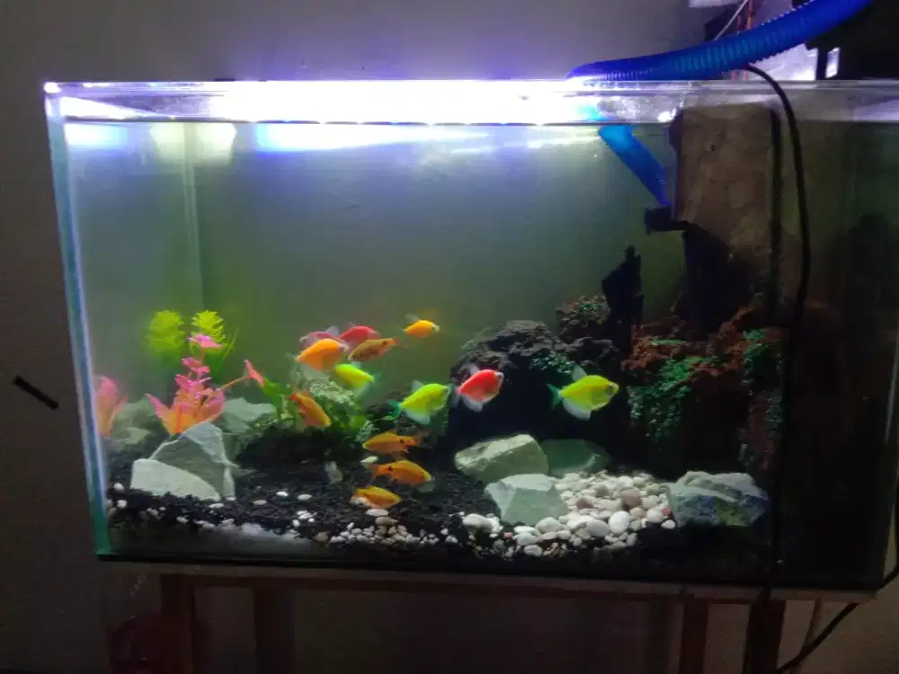 aquarium ikan 50x30x25