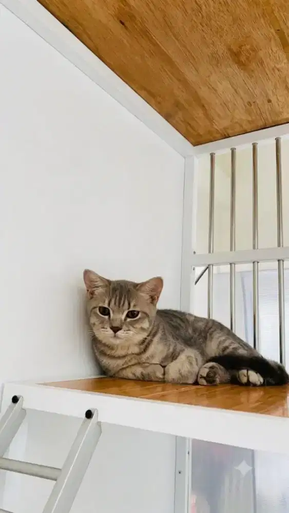 Lepas Adopsi BSH