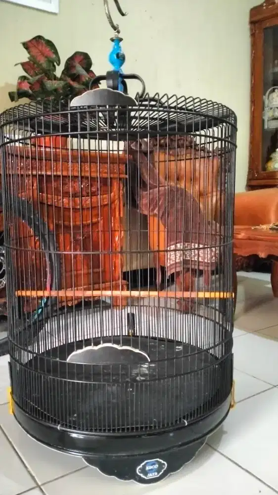 Kandang murai Ebod no 1