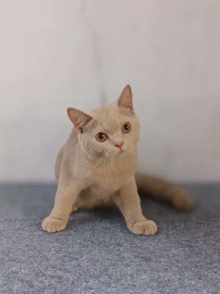 British Shorthair Fawn