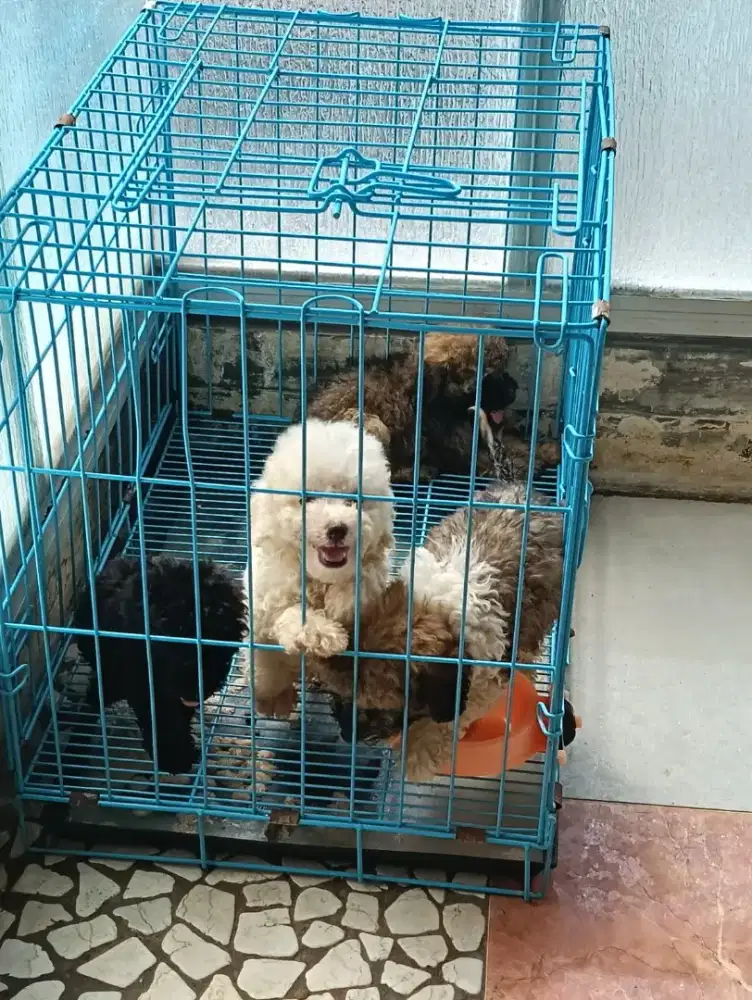 Jual poodle jantan dan betina