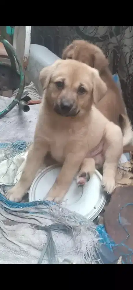 Anak anjing lucu