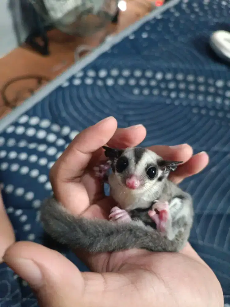 sugar glider joey white face
