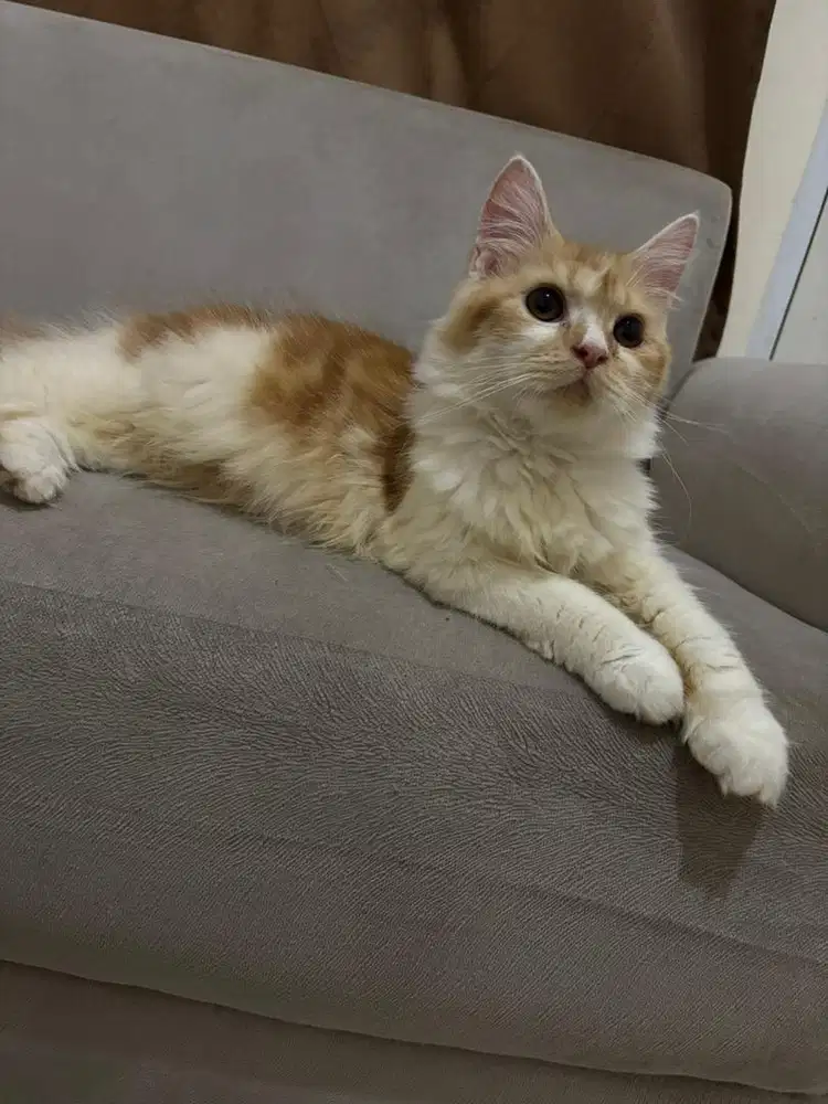 Mainecoon kitten betina