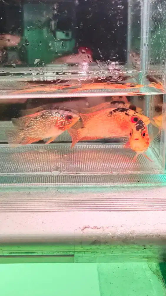 3 ekor ikan lohan golden base cencu 3cm paket hemat cencu gb louhan