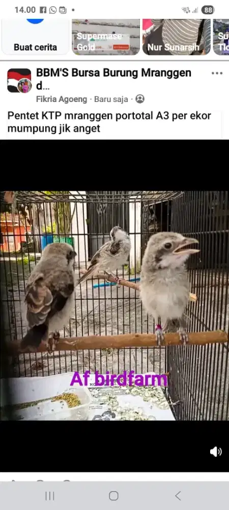 Anakkan burung pentet bahan