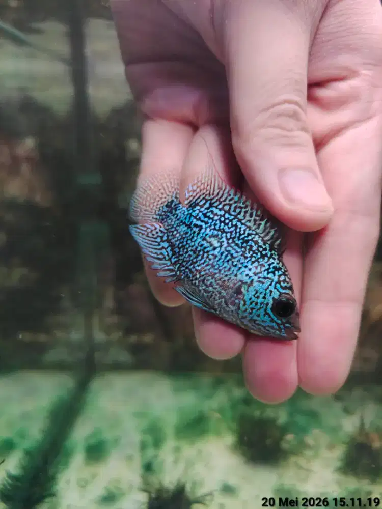 ikan lohan cencu 5cm full mutiara gen gb lohan cencu ikan louhan murah